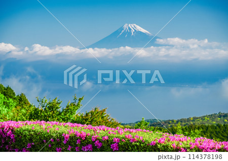 （静岡県）ツツジ咲く達磨山高原から望む富士山 114378198