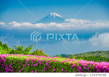 （静岡県）ツツジ咲く達磨山高原から望む富士山 114378199