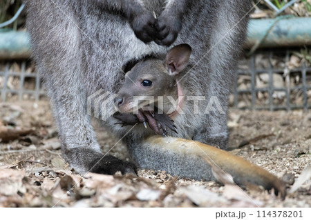袋から顔を出すベネットアカクビワラビーの子ども 114378201