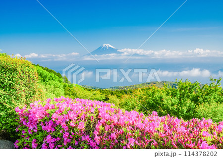 （静岡県）ツツジ咲く達磨山高原から望む富士山 114378202