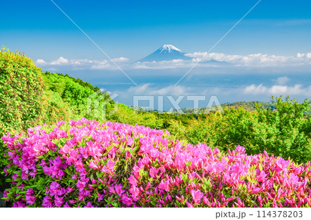 （静岡県）ツツジ咲く達磨山高原から望む富士山 114378203