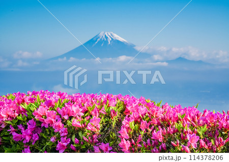 （静岡県）ツツジ咲く達磨山高原から望む富士山 114378206
