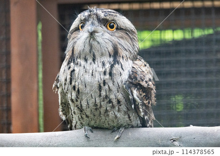 オーストラリアガマグチヨタカ 114378565