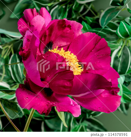 Blooming red peony on a green background 114378591