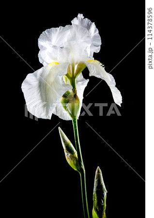 Blooming white iris Immortality on a black background 114378596