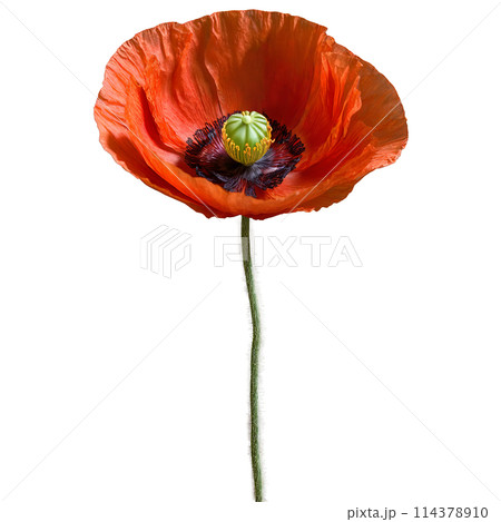 Red poppy thin crinkled petals dark center with prominent stamens Papaver rhoeas 114378910