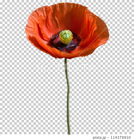 Red poppy thin crinkled petals dark center with prominent stamens Papaver rhoeas 114378910