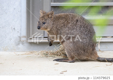 クオッカワラビー 114379025