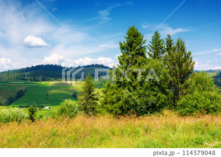 countryside summer landscape in carpathian mountains. trees on the grassy meadow. rural fields on the distant hills. sunny scenery with fluffy clouds on the blue sky countryside summer landscape in carpathian mountains. trees on the grassy meadow. rural fields on the distant hills. sunny scenery with fluffy clouds on the blue sky 114379048