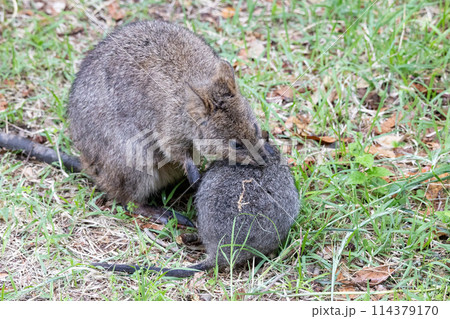 身を寄せ合うクオッカワラビー 114379170