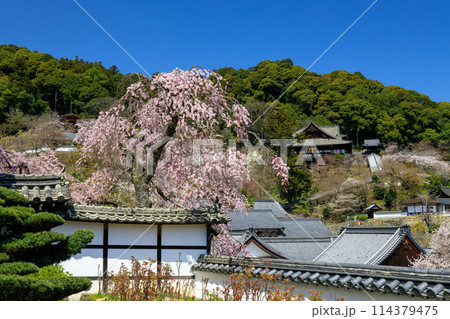 総本山長谷寺 御所桜と本堂、登廊、鐘楼、五重塔 2024年4月1日 総本山長谷寺 御所桜と本堂、登廊、鐘楼、五重塔 2024年4月1日 114379475