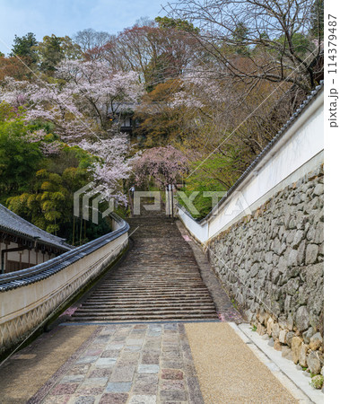 総本山長谷寺 奥の院への参道 歓喜院と梅心院の間 2024年4月5日 総本山長谷寺 奥の院への参道 歓喜院と梅心院の間 2024年4月5日 114379487