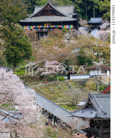 総本山長谷寺 桜と本堂、仁王門、登廊、鐘楼 2024年4月5日 総本山長谷寺 桜と本堂、仁王門、登廊、鐘楼 2024年4月5日 114379491