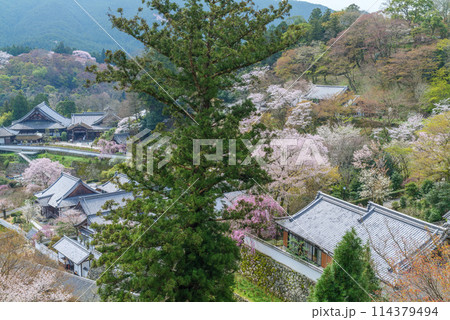 総本山長谷寺 本堂外舞台から境内の桜と天狗杉 2024年4月5日 総本山長谷寺 本堂外舞台から境内の桜と天狗杉 2024年4月5日 114379494