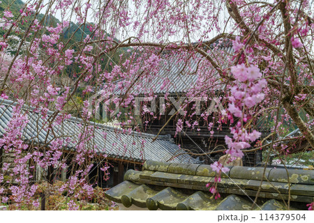 総本山長谷寺 歓喜院の五分咲き八重紅枝垂桜と仁王門、登廊 2024年4月5日 総本山長谷寺 歓喜院の五分咲き八重紅枝垂桜と仁王門、登廊 2024年4月5日 114379504