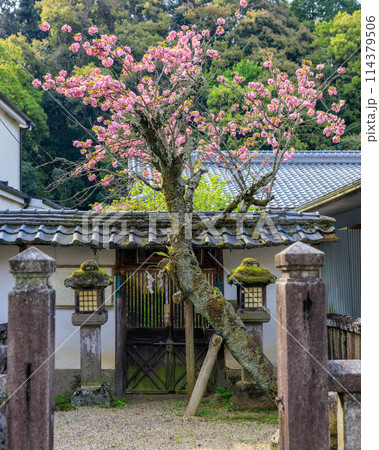総本山長谷寺参道 長谷山口坐神社遙拝所の牡丹桜 2024年4月15日 総本山長谷寺参道 長谷山口坐神社遙拝所の牡丹桜 2024年4月15日 114379506