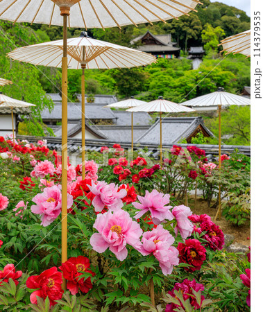 総本山長谷寺 本坊前 満開の牡丹と本堂 2024年4月22日 総本山長谷寺 本坊前 満開の牡丹と本堂 2024年4月22日 114379535