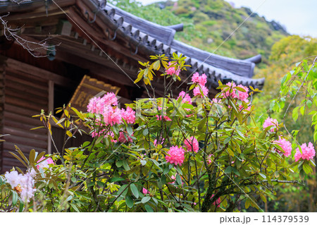 総本山長谷寺 シャクナゲと六角堂寫經殿 2024年4月22日 総本山長谷寺 シャクナゲと六角堂寫經殿 2024年4月22日 114379539