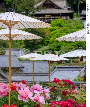 総本山長谷寺 本坊から牡丹と本堂 2024年4月22日 総本山長谷寺 本坊から牡丹と本堂 2024年4月22日 114379544