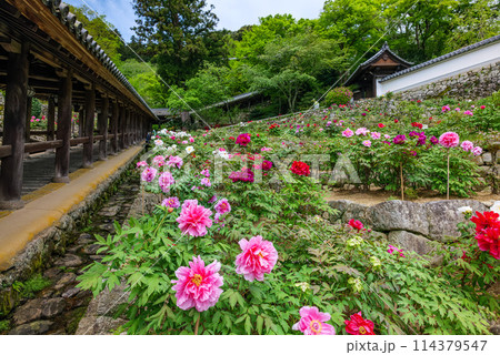 総本山長谷寺 満開の牡丹と登廊 2024年4月22日 総本山長谷寺 満開の牡丹と登廊 2024年4月22日 114379547