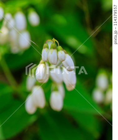 総本山長谷寺 ヒメノウツギのつぼみ 2024年4月22日 114379557
