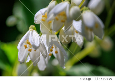 総本山長谷寺 ヒメノウツギのつぼみ 2024年4月22日 114379559
