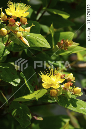 春5月黄色い花のオトギリソウ 114379579