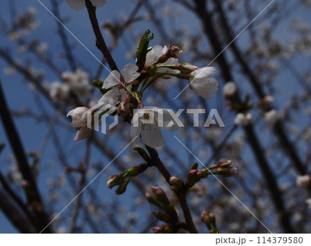 きららの里の大島桜 114379580