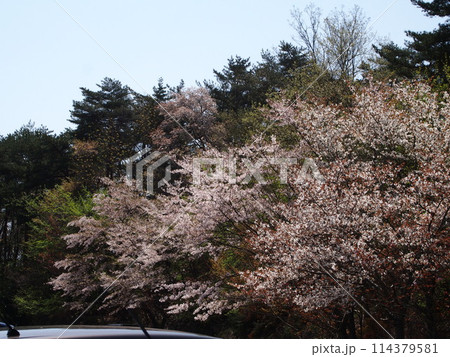 勿来の関の桜 勿来の関の桜 114379581