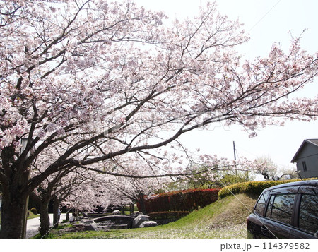 高萩市松ヶ丘の桜 114379582