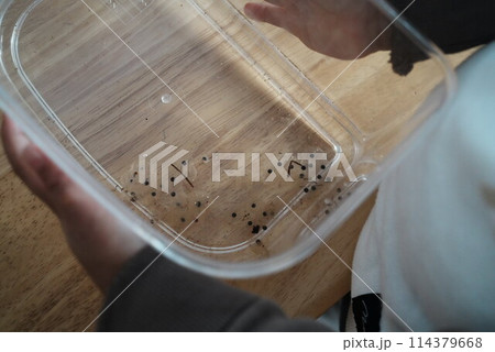 カエルの卵を観察する小さい子 カエルの卵を観察する小さい子 114379668