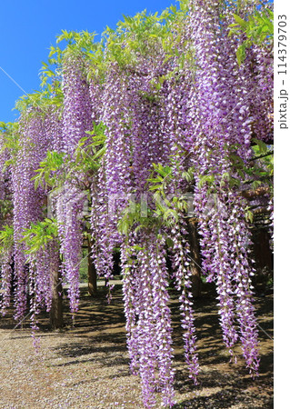 藤花園　牛島の藤　埼玉県春日部市 114379703