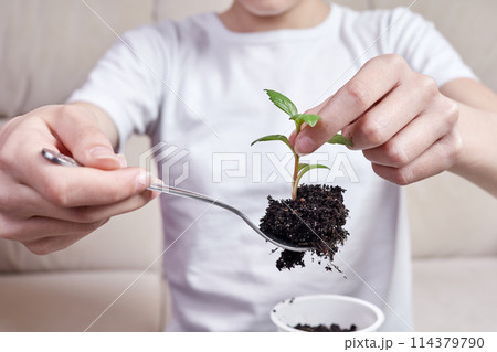 Small girl transplanting plant seedlings into new pot at home 114379790