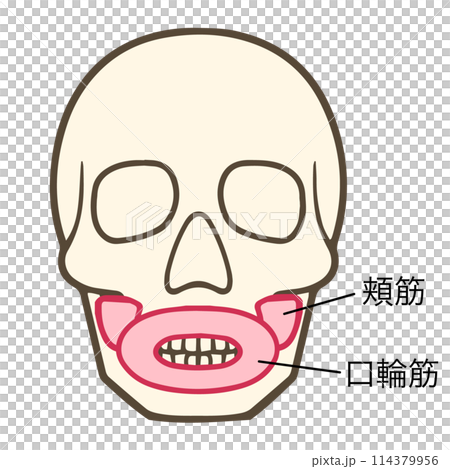 頰肌、口輪匝肌 114379956
