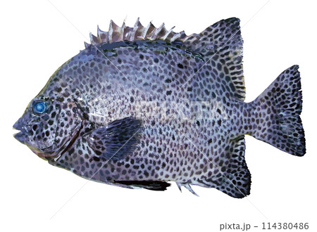 精悍なイシガキダイの切り抜き白背景レタッチイラスト 114380486