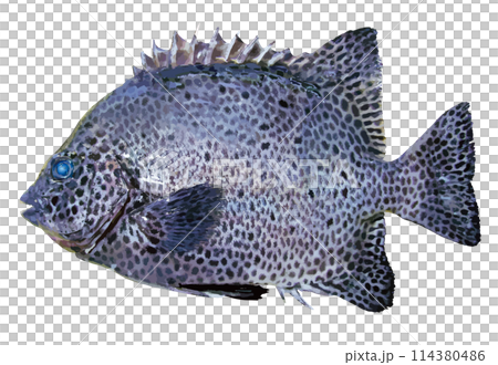 精悍なイシガキダイの切り抜き白背景レタッチイラスト 114380486