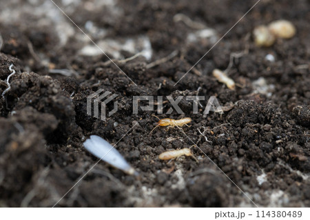 ヤマトシロアリの兵アリ ヤマトシロアリの兵アリ 114380489