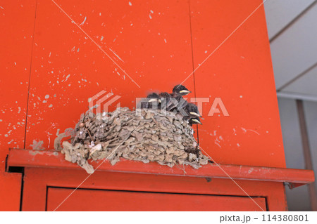 巣 背景 バックグラウンド 114380801