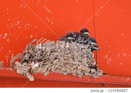 巣 背景 バックグラウンド 114380807
