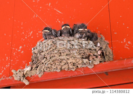巣 背景 バックグラウンド 114380812