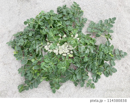 ハマボウフウ(浜防風) ハマボウフウ(浜防風) 114380838