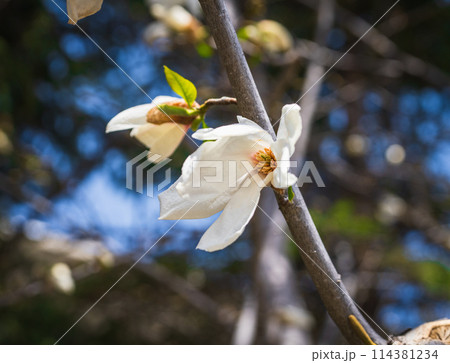 白いコブシの花 白いコブシの花 114381234