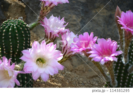 ピンク色のサボテンの花 114381295