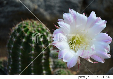 白いサボテンの花 白いサボテンの花 114381296