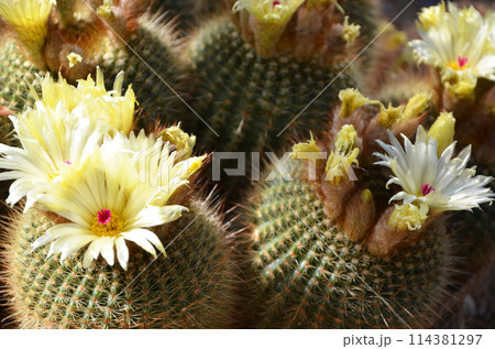 黄色のサボテンの花 黄色のサボテンの花 114381297