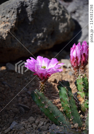 ピンク色のサボテンの花の写真素材 [114381298] - PIXTA