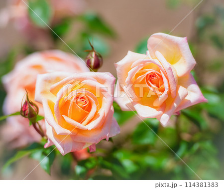 ツインズの薔薇 ツインズの薔薇 114381383