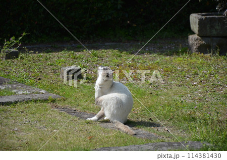 日向ぼっこする猫 114381430