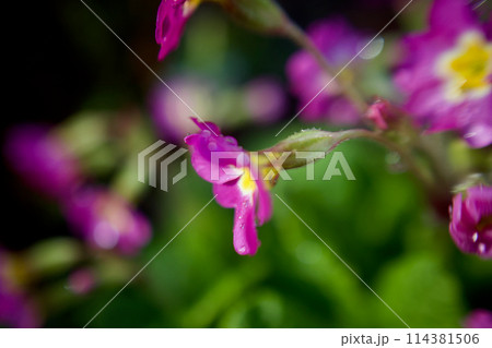 雨粒とピンク色のプリムラ・ポリアンサ。多くの花を咲かすこの花の花言葉は「富の誇り」そして「無言の愛」 114381506