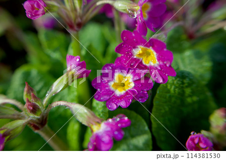 雨粒とピンク色のプリムラ・ポリアンサ。多くの花を咲かすこの花の花言葉は「富の誇り」そして「無言の愛」 114381530